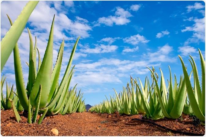 How To Use And Apply Aloe Vera For Male Enhancement.